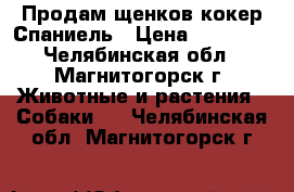 Продам щенков кокер Спаниель › Цена ­ 20 000 - Челябинская обл., Магнитогорск г. Животные и растения » Собаки   . Челябинская обл.,Магнитогорск г.